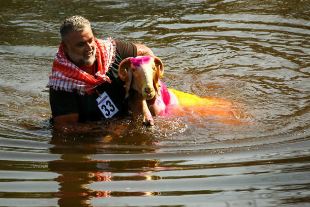 Shepherds and adorned sheep compete in Turkiye s 853-year-old river crossing contest DENIZLI, TURKIYE - AUGUST 23: Shepherds guide their sheep to cross the Buyuk Menderes River during the 853-year-old traditional Sheep Crossing Water Contest in the Cal district of Denizli, Turkiye on August 23, 2026. This year s historic event saw 47 shepherds with 63 flocks participating from surrounding districts. Waiting their turn since sunrise, the shepherds led their painted and decorated leader sheep ( elci ) to guide the rest of the flock across the river. Mahmut Serdar Alakus Anadolu Denizli Turkey. Editorial use only. Please get in touch for any other usage. Copyright: x2026xAnadoluxMahmutxSerdarxAlakusx