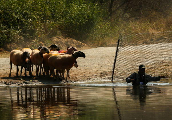 Shepherds and adorned sheep compete in Turkiye s 853-year-old river crossing contest DENIZLI, TURKIYE - AUGUST 23: Shepherds guide their sheep to cross the Buyuk Menderes River during the 853-year-old traditional Sheep Crossing Water Contest in the Cal district of Denizli, Turkiye on August 23, 2026. This year s historic event saw 47 shepherds with 63 flocks participating from surrounding districts. Waiting their turn since sunrise, the shepherds led their painted and decorated leader sheep ( elci ) to guide the rest of the flock across the river. Mahmut Serdar Alakus Anadolu Denizli Turkey. Editorial use only. Please get in touch for any other usage. Copyright: x2026xAnadoluxMahmutxSerdarxAlakusx