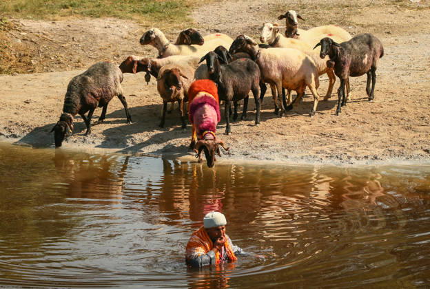 Shepherds and adorned sheep compete in Turkiye s 853-year-old river crossing contest DENIZLI, TURKIYE - AUGUST 23: Shepherds guide their sheep to cross the Buyuk Menderes River during the 853-year-old traditional Sheep Crossing Water Contest in the Cal district of Denizli, Turkiye on August 23, 2026. This year s historic event saw 47 shepherds with 63 flocks participating from surrounding districts. Waiting their turn since sunrise, the shepherds led their painted and decorated leader sheep ( elci ) to guide the rest of the flock across the river. Mahmut Serdar Alakus Anadolu Denizli Turkey. Editorial use only. Please get in touch for any other usage. Copyright: x2026xAnadoluxMahmutxSerdarxAlakusx