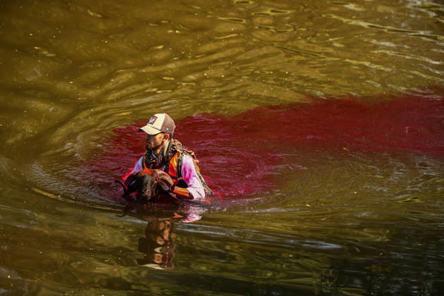 Shepherds and adorned sheep compete in Turkiye s 853-year-old river crossing contest DENIZLI, TURKIYE - AUGUST 23: Shepherds guide their sheep to cross the Buyuk Menderes River during the 853-year-old traditional Sheep Crossing Water Contest in the Cal district of Denizli, Turkiye on August 23, 2026. This year s historic event saw 47 shepherds with 63 flocks participating from surrounding districts. Waiting their turn since sunrise, the shepherds led their painted and decorated leader sheep ( elci ) to guide the rest of the flock across the river. Mahmut Serdar Alakus Anadolu Denizli Turkey. Editorial use only. Please get in touch for any other usage. Copyright: x2026xAnadoluxMahmutxSerdarxAlakusx