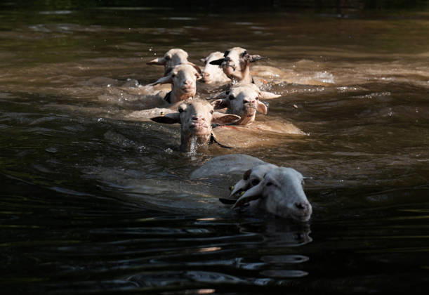 Shepherds and adorned sheep compete in Turkiye s 853-year-old river crossing contest DENIZLI, TURKIYE - AUGUST 23: Sheep swim across the Buyuk Menderes River as they follow their shepherd during the 853-year-old traditional Sheep Crossing Water Contest in the Cal district of Denizli, Turkiye on August 23, 2026. This year s historic event saw 47 shepherds with 63 flocks participating from surrounding districts. Waiting their turn since sunrise, the shepherds led their painted and adorned leader sheep ( elci ) to guide the rest of the flock across the river. Mahmut Serdar Alakus Anadolu Denizli Turkey. Editorial use only. Please get in touch for any other usage. Copyright: x2026xAnadoluxMahmutxSerdarxAlakusx
