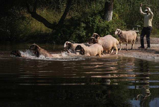 Shepherds and adorned sheep compete in Turkiye s 853-year-old river crossing contest DENIZLI, TURKIYE - AUGUST 23: Shepherds guide their sheep to cross the Buyuk Menderes River during the 853-year-old traditional Sheep Crossing Water Contest in the Cal district of Denizli, Turkiye on August 23, 2026. This year s historic event saw 47 shepherds with 63 flocks participating from surrounding districts. Waiting their turn since sunrise, the shepherds led their painted and decorated leader sheep ( elci ) to guide the rest of the flock across the river. Mahmut Serdar Alakus Anadolu Denizli Turkey. Editorial use only. Please get in touch for any other usage. Copyright: x2026xAnadoluxMahmutxSerdarxAlakusx