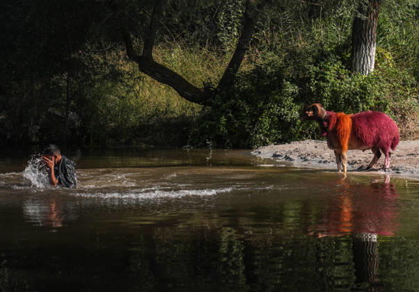 Shepherds and adorned sheep compete in Turkiye s 853-year-old river crossing contest DENIZLI, TURKIYE - AUGUST 23: Shepherds guide their sheep to cross the Buyuk Menderes River during the 853-year-old traditional Sheep Crossing Water Contest in the Cal district of Denizli, Turkiye on August 23, 2026. This year s historic event saw 47 shepherds with 63 flocks participating from surrounding districts. Waiting their turn since sunrise, the shepherds led their painted and decorated leader sheep ( elci ) to guide the rest of the flock across the river. Mahmut Serdar Alakus Anadolu Denizli Turkey. Editorial use only. Please get in touch for any other usage. Copyright: x2026xAnadoluxMahmutxSerdarxAlakusx