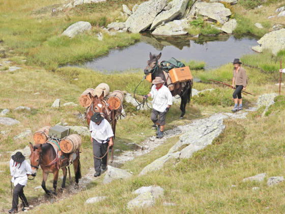 August 23, 2026, Switzerland, Grimsel Pass, Saeumerfest (23rd Anniversary), Sprinz Route from Sachseln to Domodossola, Stage 4: Guttannen–Obergesteln. Photo: The Saeumer with their horses on the ascent to the Grimsel Pass