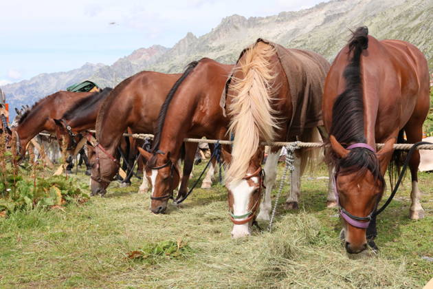 August 23, 2026, Switzerland, Grimsel Pass, Saeumerfest, 23 Years of the Sprinz Route from Sachseln to Domodossola, Stage 4: Guttannen–Obergesteln. Photo: The Saeumer with their horses during a stopover on the Grimsel Pass