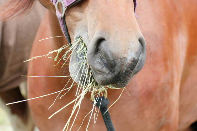 August 23, 2026, Switzerland, Grimsel Pass, Saeumerfest, 23 Years of Sprinz, Route from Sachseln to Domodossola, Stage 4: Guttannen–Obergesteln, Photo: Hungry Horse