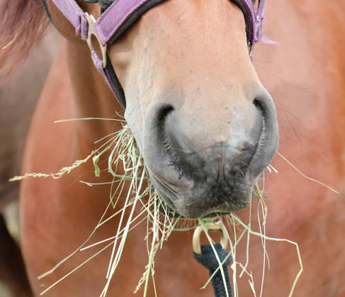 August 23, 2026, Switzerland, Grimsel Pass, Saeumerfest, 23 Years of Sprinz, Route from Sachseln to Domodossola, Stage 4: Guttannen–Obergesteln, Photo: Hungry Horse