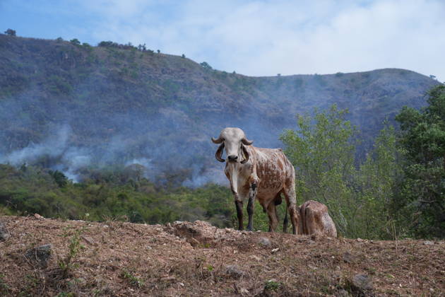 Wildfire in Colombia s Coello COELLO, COLOMBIA - AUGUST 26: Animals are seen as volunteers and firefighters work to contain a wildfire in Coello, Tolima department, Colombia, on August 26, 2026. Several municipalities across Tolima are facing wildfires fueled by dry conditions, high temperatures and strong winds, with emergency crews working to contain the flames and protect rural communities. Juancho Torres Anadolu Coello Colombia. Editorial use only. Please get in touch for any other usage.  Copyright: x2026xAnadoluxJuanchoxTorresx