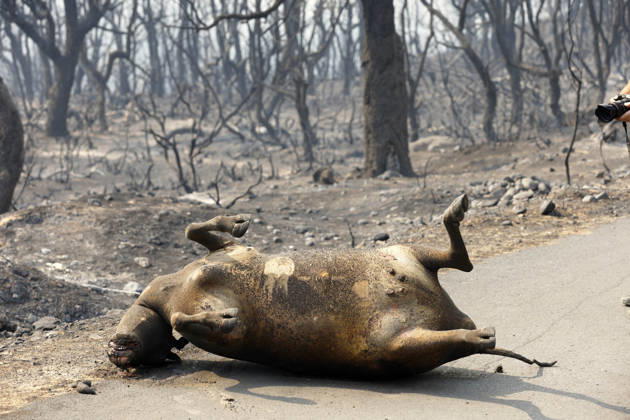 Fires in Jijel and Bedjaia: A general view of the burned houses, cars, and animals in the village of Nador, in the Jijel Mountains east of Algiers, in Algeria on August 27, 2026. The Algerian Ministry of the Interior announced that at least 12 people have died and 54 others have been injured in multiple forest fires across the country. Photo by Billel Bensalem, APP, Jijel, Algeria Copyright: xAlgÃ riexPressexPhotosxBillelxBensalemx xAPPx _MG_8989