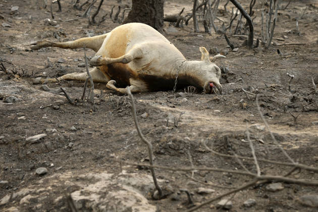 Fires in Jijel and Bedjaia: A general view of the burned-out houses, cars, and animals in the village of Nador, in the Jijel mountains east of Algiers, in Algeria on August 27, 2026. The Algerian Ministry of the Interior announced that at least 12 people have died and 54 others have been injured in multiple forest fires across the country. Photo by Billel Bensalem, APP, Jijel, Algeria Copyright: xAlgÃ riexPressexPhotosxBillelxBensalemx xAPPx _MG_9069