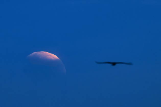 93% Lunar Eclipse 28 08 2026 DE PANNE, BEL - AUGUST 28 : A seagull pictured flying by the umbral stateduring a partial eclipse of the moon with a maximum of 93% pictured on August 28, 2026 in De Panne, Belgium, 28 08 2026 De Panne Belgium  Copyright: xPhilipxReynaersx