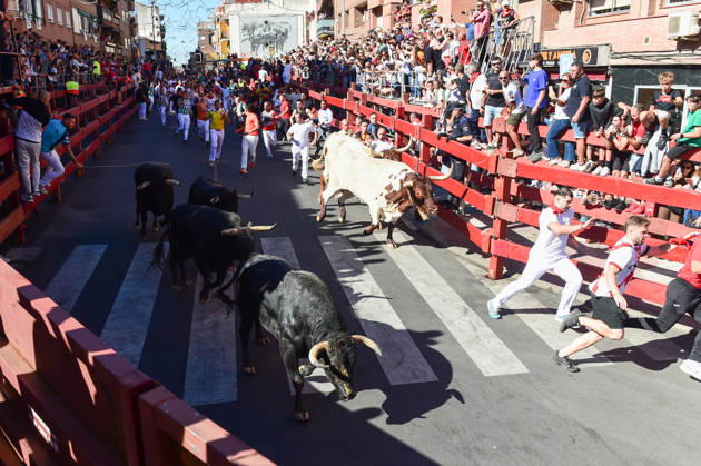 Sixth bull run of the San Sebastián de los Reyes festival in Madrid. Runners during the sixth bull run of the San Sebastián de los Reyes festival, featuring bulls from the Núnez de Tarifa ranch, on August 29, 2026, in San Sebastián de los Reyes, Madrid, Spain. This is one of the most iconic events of the patron saint festivities in honor of the Santísimo Cristo de los Remedios. The route is 820 meters long and runs from the pens to the bullring, drawing thousands of runners and spectators. During these days, there is also a nighttime bull run, a bull release, contests, and visits to the pens to see the bulls before the races. AUGUST 29, 2026 BULLS San Sebastián de los Reyes, Madrid San Sebastián de los Reyes, Madrid, Spain Copyright: xGustavoxValientex 7736936