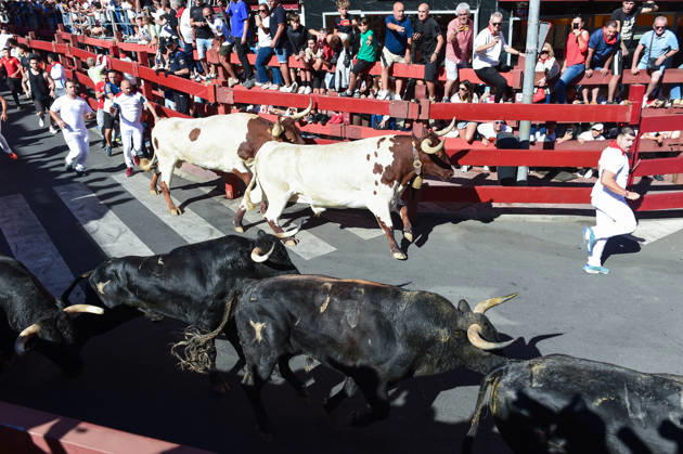 Sixth bull run of the San Sebastián de los Reyes festival in Madrid. Runners during the sixth bull run of the San Sebastián de los Reyes festival, featuring bulls from the Núnez de Tarifa ranch, on August 29, 2026, in San Sebastián de los Reyes, Madrid, Spain. This is one of the most iconic events of the patron saint festivities in honor of the Santísimo Cristo de los Remedios. The route is 820 meters long and runs from the pens to the bullring, drawing thousands of runners and spectators. During these days, there is also a nighttime bull run, a bull release, contests, and visits to the pens to see the bulls before the races. AUGUST 29, 2026 BULLS San Sebastián de los Reyes, Madrid San Sebastián de los Reyes, Madrid, Spain Copyright: xGustavoxValientex 7736941
