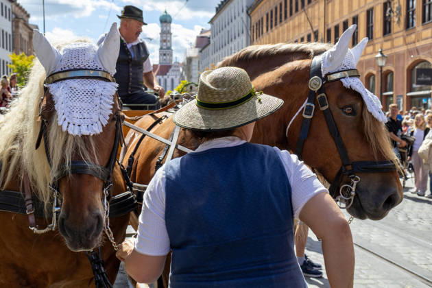 Augsburg, Bavaria, Germany - August 29, 2026: Traditional Plärrer parade in Augsburg. Two decorated horses from a horse-drawn carriage are led through downtown Augsburg during the traditional Plärrer parade. The coachman and attendants are wearing traditional Bavarian folk costumes