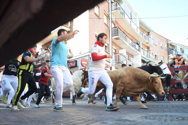 Seventh bull run of the San Sebastián de los Reyes festival in Madrid. Runners during the seventh bull run of the San Sebastián de los Reyes festival, featuring bulls from the Juan Pedro Domecq and Álvaro Núnez ranches, on August 30, 2026, in San Sebastián de los Reyes, Madrid, Spain. This is one of the most iconic events of the patron saint festivities in honor of the Santísimo Cristo de los Remedios. The route is 820 meters long and runs from the pens to the bullring, drawing thousands of runners and spectators. During these days, there is also a nighttime bull run, a bull release, contests, and visits to the pens to see the bulls before the races. AUGUST 30, 2026 BULLS LOCAL FESTIVITIES San Sebastián de los Reyes, Madrid San Sebastián d Copyright: xGustavoxValientex 7738324