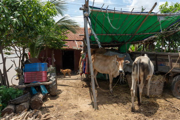 Flooded Kratie braces for another round of flooding KRATIE, CAMBODIA - AUGUST 30: Farmers in affected agricultural areas navigate boats through their fields or wade through the water, while livestock and farm equipment have been moved to higher ground along roads that remain above the floodwaters as more than 4,000 hectares of rice fields have been inundated by floods across four provinces, including Kratie province, Cambodia, as seen on August 30, 2026. Magdalena Chodownik Anadolu Kratie Cambodia. Editorial use only. Please get in touch for any other usage.  Copyright: x2026xAnadoluxMagdalenaxChodownikx