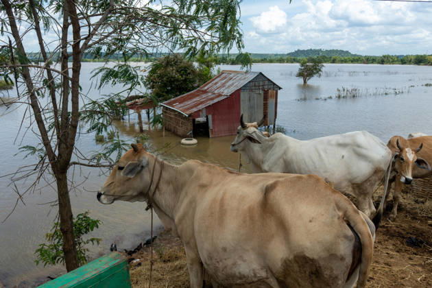 Flooded Kratie braces for another round of flooding KRATIE, CAMBODIA - AUGUST 30: Farmers in affected agricultural areas navigate boats through their fields or wade through the water, while livestock and farm equipment have been moved to higher ground along roads that remain above the floodwaters as more than 4,000 hectares of rice fields have been inundated by floods across four provinces, including Kratie province, Cambodia, as seen on August 30, 2026. Magdalena Chodownik Anadolu Kratie Cambodia. Editorial use only. Please get in touch for any other usage.  Copyright: x2026xAnadoluxMagdalenaxChodownikx