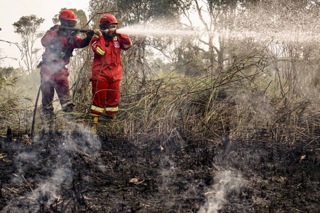 Peatland Fire In South Sumatra A Manggala Agni firefighter works to extinguish a peatland fire in Arisanjaya Village, Ogan Ilir, South Sumatra, on August 30, 2026. Ogan Ilir, South Sumatra Indonesia  Copyright: xSigitxPrasetyax originalFilename: prasetya-notitle260830_npa93.jpg