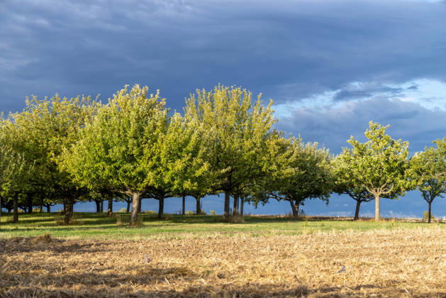 Rainy weather in late summer. Dark clouds are visible in the evening sky above fruit trees, Oberursel, Hesse, Germany