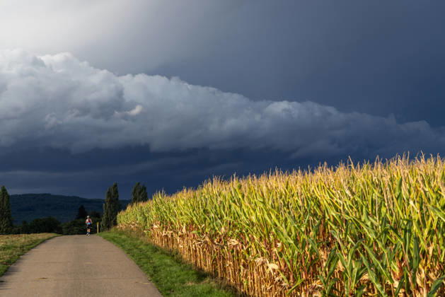 Showery weather in late summer: Dark clouds from a shower are visible in the evening sky above a cornfield, Oberursel, Hesse, Germany