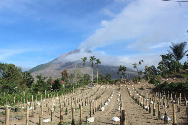 Volcanic activity continues at Mount Sinabung following massive eruption KARO, INDONESIA - SEPTEMBER 1: Volcanic activity continues at Mount Sinabung as it spews volcanic material in Karo Regency, North Sumatra, Indonesia, on September 1, 2026. Following a massive eruption on August 31 that sent a thick column of volcanic ash approximately 3,500 meters (3.5 kilometers) above its summit, the ongoing ashfall and atmospheric disruptions led to the cancellation of 21 flights to and from Kualanamu International Airport. Risky Cahyadi Anadolu Karo Indonesia. Editorial use only. Please get in touch for any other usage.  Copyright: x2026xAnadoluxRiskyxCahyadix