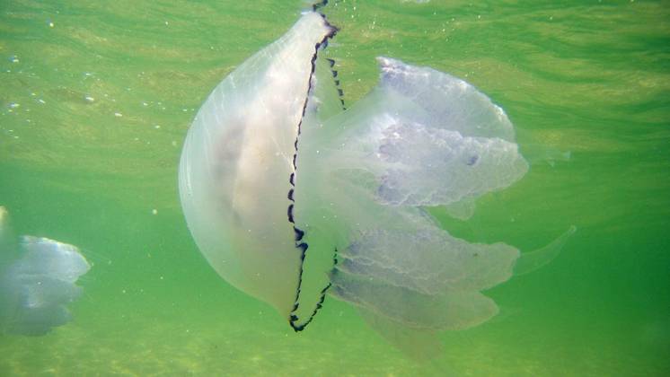 blue sea jellyfish under water, Ukraine Copyright: xndankox Panthermedia77671310.jpg