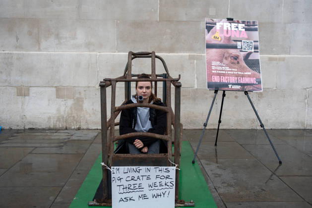 September 2, 2026, London, United Kingdom: Animal rights activist, Michelle Farnham looks into the camera as she spends her second day in the cage outside the National Gallery at the Trafalgar Square in London. Animal Rising organisation staged a campaign for three weeks with a supporter Michelle Farnham who will live, eat and sleep in a pig farrowing crate at the Trafalgar Square in London, UK. Animal Rising organisation campaigns to end factory farming by 2040 because of the animal cruelties and serious health issues of the animals in these farms. Also the health affect at nearby population around these farms. London United Kingdom - ZUMAs197 20260902_aaa_s197_160 Copyright: xKrisztianxElekx