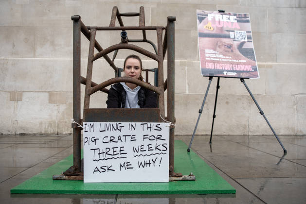 News Bilder des Tages #2 September 2, 2026, London, United Kingdom: Animal rights activist, Michelle Farnham looks into the camera as she spends her second day in the cage outside the National Gallery at the Trafalgar Square in London. Animal Rising organisation staged a campaign for three weeks with a supporter Michelle Farnham who will live, eat and sleep in a pig farrowing crate at the Trafalgar Square in London, UK. Animal Rising organisation campaigns to end factory farming by 2040 because of the animal cruelties and serious health issues of the animals in these farms. Also the health affect at nearby population around these farms. London United Kingdom - ZUMAs197 20260902_aaa_s197_162 Copyright: xKrisztianxElekx