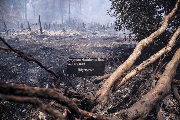 Forest and Peatland Fire in Ogan Ilir, South Sumatra Smoke rises from a forest and peatland fire at Kebun Raya Sriwijaya in North Inderalaya, Ogan Ilir, South Sumatra, Indonesia, on September 5, 2026. South Sumatra Indonesia  Copyright: xSigitxPrasetyax originalFilename: prasetya-notitle260905_np8cJ.jpg