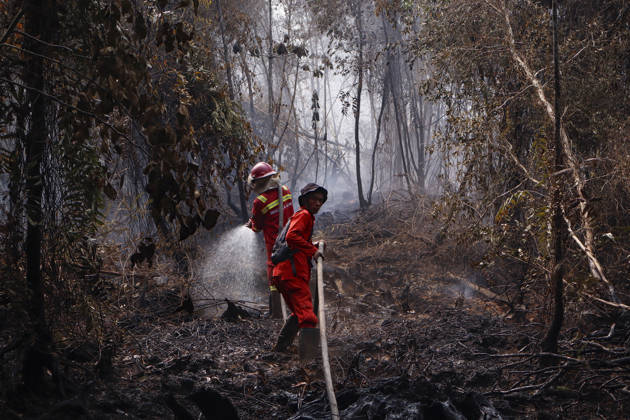 Forest and Peatland Fire in Ogan Ilir, South Sumatra Manggala Agni firefighters work to extinguish a forest and peatland fire in Kebun Raya Sriwijaya, North Inderalaya, Ogan Ilir, South Sumatra, Indonesia, on September 5, 2026. South Sumatra Indonesia  Copyright: xSigitxPrasetyax originalFilename: prasetya-notitle260905_npaF2.jpg