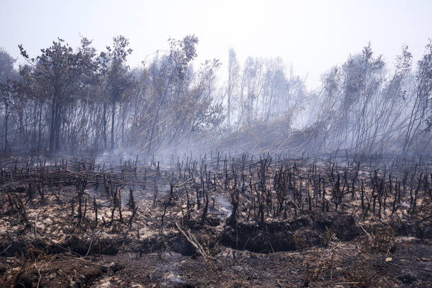 Forest and Peatland Fire in Ogan Ilir, South Sumatra Smoke rises from a forest and peatland fire at Kebun Raya Sriwijaya in North Inderalaya, Ogan Ilir, South Sumatra, Indonesia, on September 5, 2026. South Sumatra Indonesia  Copyright: xSigitxPrasetyax originalFilename: prasetya-notitle260905_npJ2r.jpg