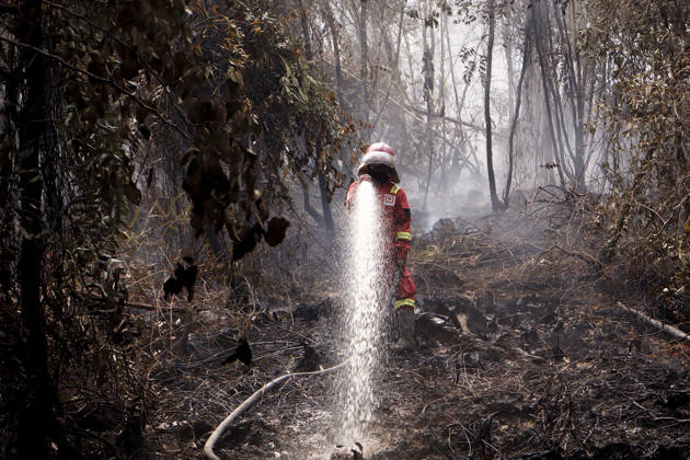 Forest and Peatland Fire in Ogan Ilir, South Sumatra Manggala Agni firefighters work to extinguish a forest and peatland fire in Kebun Raya Sriwijaya, North Inderalaya, Ogan Ilir, South Sumatra, Indonesia, on September 5, 2026. South Sumatra Indonesia  Copyright: xSigitxPrasetyax originalFilename: prasetya-notitle260905_npx6h