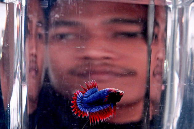 News Bilder des Tages (260905) -- TANGERANG, Sept. 5, 2026 -- A visitor looks at a fish during Indonesia International Pet Expo (IIPE) 2026 in Tangerang, Banten province, Indonesia, Sept. 5, 2026. The IIPE is a leading platform in Indonesia for pet-related products and services, drawing pet lovers and industry professionals. ) INDONESIA-TANGERANG-PET EXPO AgungxKuncahyaxB. 