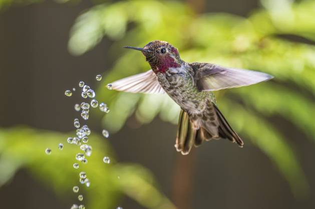 Creative Highlights World Ein Annas Kolibri, der schwebt und versucht, Wassertröpfchen aus einem Springbrunnen zu fangen, British Columbia, Kanada An Anna s Hummingbird hovering and trying to catch wter droplets from a fountain, British Columbia, Canada Copyright: imageBROKER CliffxLeSergent ibxcli18961485.jpg