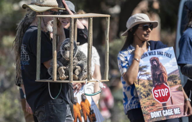 Protest against baboon enclosure in Cape Town, South Africa Members of the local community protest outside a new baboon enclosure to show opposition to the permanent captivity and containment of Simon s Town s wild baboon troops on Red Hill Road, Cape Town, South Africa, on September 06, 2026. Cape Town s chacma baboon troops, particularly those around Simon s Town on the Cape Peninsula, have long been at the centre of a contentious human-wildlife conflict. As urban development has encroached on their natural foraging range, baboons have increasingly entered residential areas in search of food, leading to property damage, safety concerns, and, at times, violent confrontations with residents. Local authorities and conservation bodies have ex  Copyright: xMatrixxImagesx xBrentonxGeachx