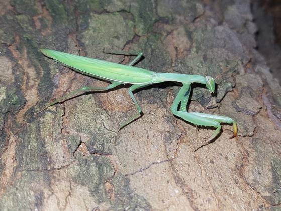 Praying Mantis to a Tree in Magdeburg 1089919376