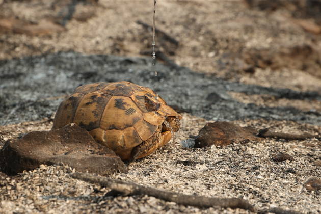 Wildfire breaks out in forested areas of Aksu and Kepez in Antalya ANTALYA, TURKIYE - SEPTEMBER 8: A turtle was saved while firefighting teams battle a widespread wildfire spreading across forested areas in the Aksu and Kepez districts of Antalya, Turkiye, on September 8, 2026. Emergency crews deployed aircraft, water tenders, and ground personnel to conduct coordinated air and land containment operations as flames advanced rapidly through wooded terrain in the evening hours. Suleyman Elcin Anadolu Antalya Turkey. Editorial use only. Please get in touch for any other usage.  Copyright: x2026xAnadoluxSuleymanxElcinx