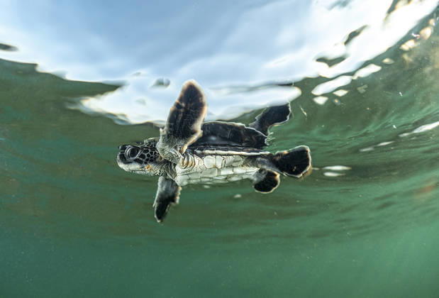 Creative Highlights World Sea turtle hatchlings struggle to reach sea observed in Turkiye s Antalya ANTALYA, TURKIYE - SEPTEMBER 03: A sea turtle hatchling is seen swimming just after reaching the sea from the shore in Antalya, Turkiye, on September 03, 2026. Loggerhead sea turtle (Caretta caretta) and green sea turtle (Chelonia mydas) hatchlings emerging from nests along Antalya s Belek and Kizilot beaches embark on a determined journey across the sand to reach the sea, displaying their instinctive struggle for survival. Tahsin Ceylan Anadolu Antalya Turkey. Editorial use only. Please get in touch for any other usage.  Copyright: x2026xAnadoluxTahsinxCeylanx