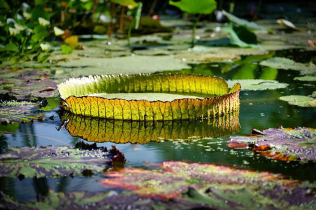 a Huge Victoria Water lily leaves with situated Rand, the peacefully at a quiet, Greens Pond drives, surrounded from others Water lily leaves 1133503414
