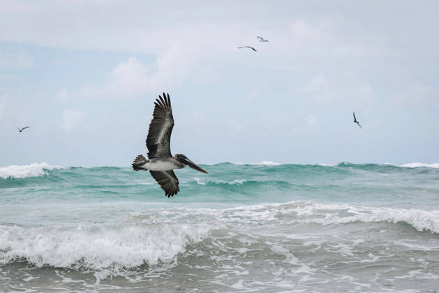 Creative Highlights World RECORD DATE NOT STATED Ecuador, Galápagos Islands Brown pelican Ecuador, Galápagos Islands Brown pelican, Pelecanus occidentalis Americas South America Ecuador  Copyright: xAubrÃ exA Andia.frx 464134