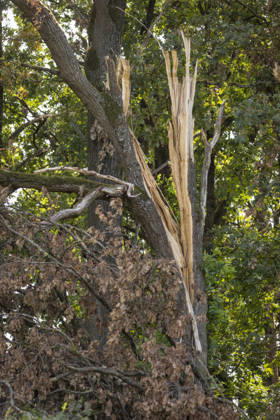 Photo series: Windthrow and windbreak during the dry and hot summer of 2026 at the edge of a forest; storm-felled trees in September 2026; a tree trunk splintered by windbreak and drought, Herzogenaurach, Bavaria, Germany