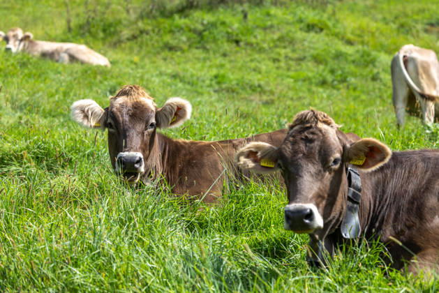 Pleasant September weather: Cattle lying in the sunshine in a pasture, Oberstdorf, Bavaria, Germany