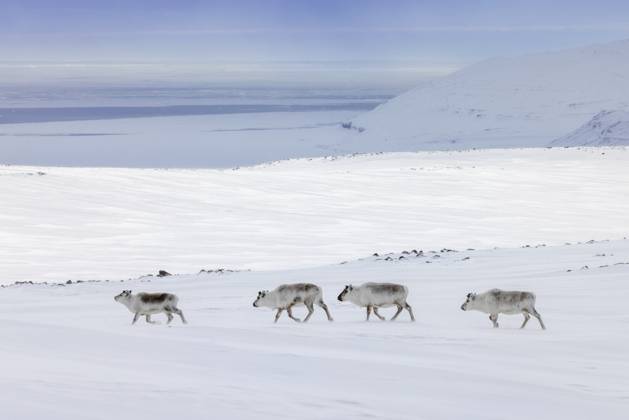 Creative Highlights World Eine Herde von vier Weibchen des Spitzbergen Rentiers (Rangifer tarandus platyrhynchus) beim Grasen auf der schneebedeckten Tundra entlang der Küste im Frühling auf Spitzbergen, Norwegen Svalbard reindeer (Rangifer tarandus platyrhynchus) herd of 4 females foraging on snow covered tundra along the coast in spring on Spitsbergen, Norway Copyright: imageBROKER alimdix xArterra ibltsm18831052.jpg