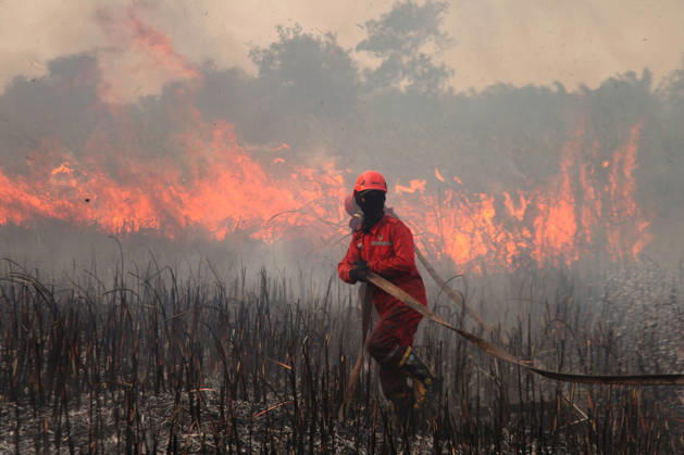 Wildfire In Sumatera, Indonesia An Indonesian Manggala Agni firefighter works to extinguish wildfires in Sungai Rambutan, Ogan Ilir Regency, South Sumatra, Indonesia, on September 12, 2026. El Nino conditions are contributing to wildfires across Indonesia, which have caused respiratory illnesses in approximately 113,336 people, according to the country s health officials. High-intensity wildfires on the islands of Borneo and Sumatra are worsening air quality and affecting neighboring countries in Southeast Asia, including Malaysia, Singapore and the Philippines. Ogan ilir Indonesia  Copyright: xMuhammadxFajrix originalFilename: fajri-notitle260912_npAfm.jpg