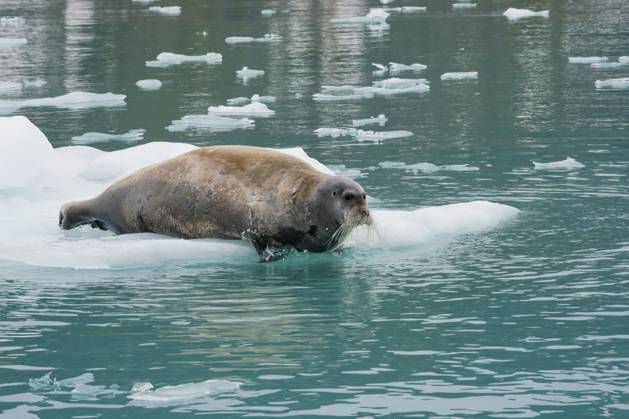 Bartrobbe (Erignathus barbatus) auf Packeis, Fuglefjorden, Spitzbergen, Svalbard Archipel, Norwegen Bearded Seal (Erignathus barbatus) on pack Ice, Fuglefjorden fjord, Spitsbergen, Svalbard archipelago, Norway Copyright: imageBROKER G&MxTherin-Weise ibxgab19074352.jpg