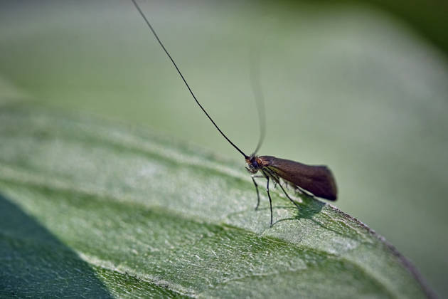 St. John s Wort Longhorn Moth Adela violella St. John s Wort Longhorn Moth Adela violella 20260626MIC0164