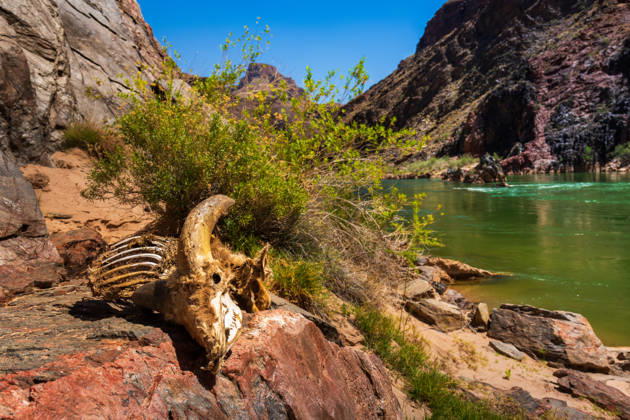 Creative Highlights World Bighorn sheep Ram carcass by the Colorado River Grand Canyon Village, Arizona, United States CR_WLCB260911-2121148-01 ,model released, Symbolfoto ,property released