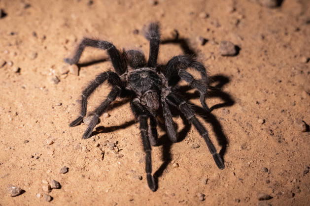 Creative Highlights World Beautiful view to bolivian redrump tarantula spider in the Pantanal Miranda, Mato Grosso do Sul, Brazil R_GNUJ260911-2121102-01 ,model released, Symbolfoto ,property released