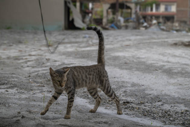 Aftermath of the devastating flash floods in Nepal NUWAKOT, NEPAL - SEPTEMBER 15: A view of a cat following the devastating flash floods on August 26 that struck Devighat, Nuwakot, Nepal, on September 15, 2026. People in the affected areas of Nuwakot continue to return in search of their destroyed homes and the last remaining memories of their lives. Some are trying to recover essential belongings from the rubble, while others are working with family members to remove soil from parts of their homes buried underground and make them habitable again. The destruction in Devighat village is severe. Many multi-storey buildings have collapsed, while some have been buried under earth up to the level of their fifth floors. Religious figures are also  Copyright: x2026xAnadoluxAbdulxGonix