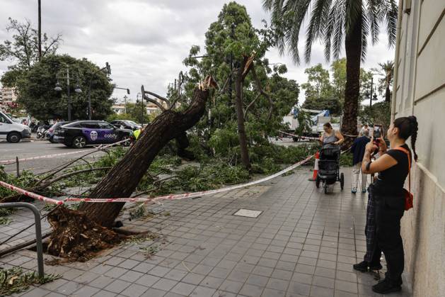 Rainfall totals exceed 100 l m² in Valencia A tree fell on a street in Valencia due to last night’s heavy rains, on September 17, 2026, in Valencia, Valencian Community, Spain. The rains that fell on Wednesday afternoon, September 16, hitting much of the province of Valencia hard, were concentrated in the metropolitan area of the capital, Horta Nord and Sud, and other nearby regions such as Camp de Turia, where some municipalities recorded total rainfall exceeding 100 liters per square meter, accompanied by spectacular downpours, lightning, and winds of 100 kilometers per hour SEPTEMBER 17, 2026 STORM Valencia, Valencian Community Valencia, Valencian Community, Spain Copyright: xRoberxSolsonax 7780586
